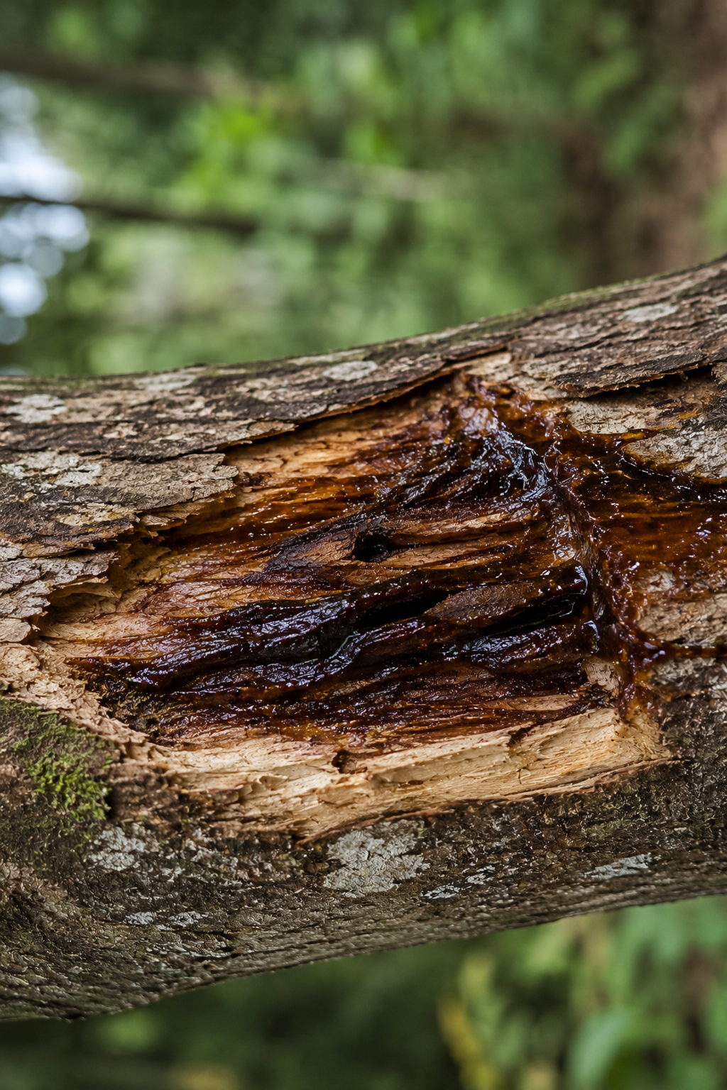 Tree trunk with a large knot and dark brown sap, surrounded by greenery.